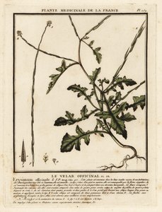 Mostaza de cobertura, Sisymbrium officinale. de Unbekannter Künstler