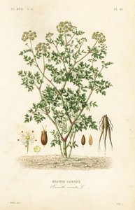 Cicuta acuática, Oenanthe crocata