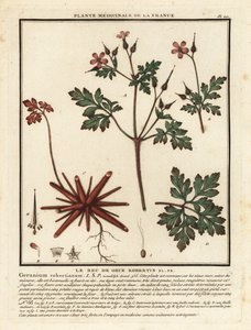 Herb-Robert, Geranium robertianum. de Unbekannter Künstler