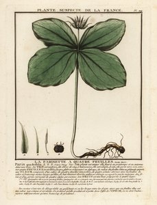 Hierba-paris, Paris quadrifolia.