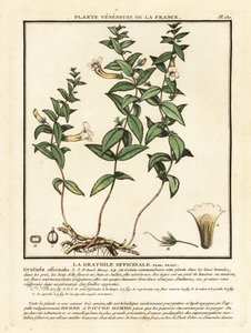 Hierba de gracia, Gratiola officinalis.
