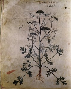 Herbarios Cilantro