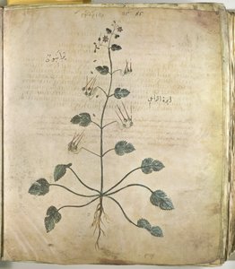 Geranio de los herbarios
