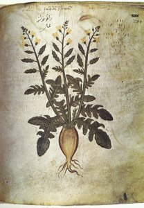 Herbarios Nabo (rábano)