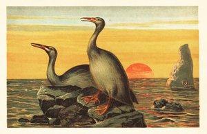 Hesperornis regalis, ave extinta parecida al cormorán.1908 (litografía) de Unbekannter Künstler