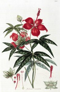 Hibisco