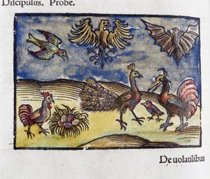 Histoire naturelle, zoologie siglo 16: aves y murciélagos
