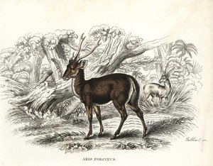 Ciervo porcino, Axis porcinus, en peligro de extinción. Litografía coloreada a mano de Gebhart de la Galería de Historia Natural de Georg Friedrich Treitschke, Naturhistorischer Bildersaal des Thierreiches, Liepzig-1842. de Unbekannter Künstler