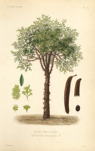 Acacia de tres espinas, Gleditsia triacanthos de Unbekannt