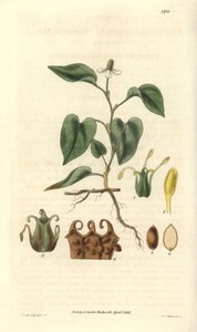Houttuynia tiene flores blancas, con detalles de frutos, pistilo y etaminas. Variedad originaria de Asia. Ilustración de Wiliam Jackson Hooker (1785-1865), botánico y escritor británico, profesor de la Universidad de Glasgow (Escocia) y editor de Curtis