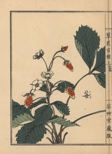 Ichigo o fresa, Fragaria ananassa. Grabado en madera coloreado a mano por Kono Bairei de Kusa Bana Hyakushu (Cien variedades de flores), Tokio, Yamada.
