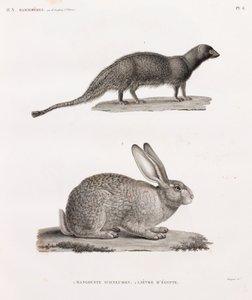 Mangosta Ichneumon y Liebre de Egipto de Unbekannt