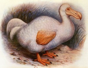 Ilustración/Didus solitarius/Dodo blanco de la Reunión/Solitario de Unbekannt