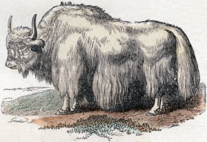 Ilustración para "Alfabeto Buffon" de Unbekannter Künstler