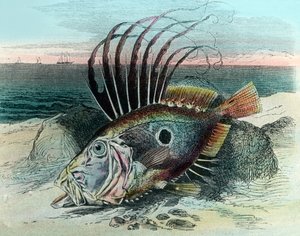 Ilustración de un pez gallo (Zeus faber) de Unbekannter Künstler