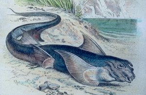 Ilustración de una quimera (Hydrolagus colliei) de Unbekannter Künstler