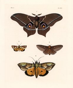Imbrasia epimethea (Saturnia epimethea) 1, polilla rosada del roble, Anisota virginiensis (Dryocampa virginiensis) 2, Crameria aegocera (Aegocera amabilis) 3, y Eudocima materna (Triphaena materna) 4. Litografía coloreada a mano de la nueva obra de John O.