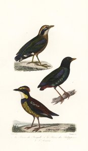 La pitta india, la pitta encapuchada y la pitta anillada de Java. de Unbekannter Künstler