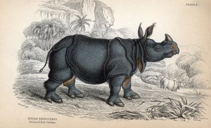 Rinoceronte indio (Rhinoceros unicornis o indicus), especie en peligro de extinción. Grabado al cobre de William Lizars, basado en un dibujo de James Stewart, publicado en la Naturalist Library: mammals, pachyderms and quadrupedes with fine skin, editada p de Unbekannter Künstler