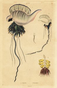 Carabela portuguesa del Indo-Pacífico, Physalia utriculus 1, carabela de las Azores, Physalia physalis 2, y sifonóforo, Physsophora disticha 3