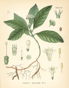Ipecacuanha, Carapichea ipecacuanha (Cephaelis ipecacuanha). Cromolitografía según una ilustración botánica de Hermann Adolph Koehler