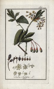 Laurel iroqués (Sassafras albidum). Litografía de "Afbeelding der Artseny-Gewassen" de Johannes Zorn (1739-1799), Países Bajos. de Unbekannter Künstler