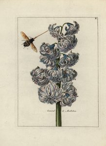 Jacinto (o jacinto), variete general de Maillebois, con una abeja - Litografía atribuida a Paul Theodor van Brussel (1754-1795), autor de la portada bouquet, o A.Bres., influenciado por Nicolas Robert (1614-1685), publicada en "Nederlandsch Bloemwerk" (Dut