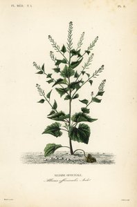 Ajo de oso o mostaza de ajo, Alliaria petiolata, Alliaria officinalis, Alliaire officinale de Unbekannt