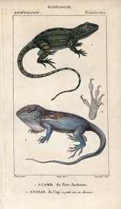 Jacky lashtail, Port Jackson agame, Amphibolurus muricatus, y Cape dwarf gecko, Cape anolis, Lygodactylus capensis. Grabado a mano en cobre punteado del "Diccionario de Ciencias Naturales" de Jussieu, 1816-1830. Los volúmenes sobre peces y reptiles