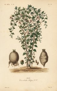 Jalapa, Ipomoea jalapa, Convolvulus jalapa de Unbekannt