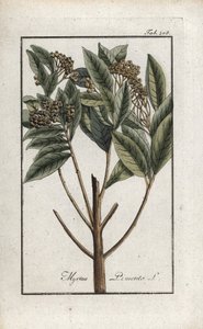 Pimienta de Jamaica o cuatro especias o pimienta giroflee (Pimenta dioica). Litografía de "Afbeelding der Artseny-Gewassen" de Johannes Zorn (1739-1799), Países Bajos. de Unbekannter Künstler