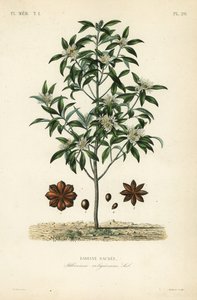 Anís estrellado japonés, árbol de anís o anís sagrado, Illicium anisatum de Unbekannt