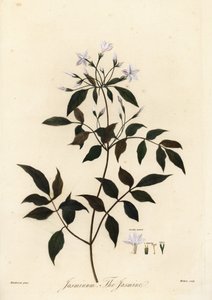 Jazmín, Jasminum officinale. 1805 (grabado) de Unbekannter Künstler