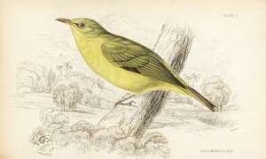 Ojo blanco de Java, Zosterops flavus (Ojo blanco amarillo, Zosterops flava). Grabado en acero coloreado a mano por William Lizars según William Swainson de la Naturalist