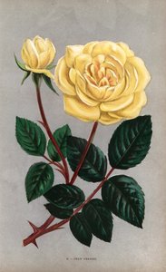 Rosa Jean Pernet, variedad amarilla de la rosa de té cultivada por Monsieur Pernet de Lyon en 1867. Cromolitografía dibujada y litografiada al natural por F. Grobon a partir de "Les Roses" de Hippolyte Jamain y Eugene Forney, París, J. Rothschild. de Unbekannter Künstler
