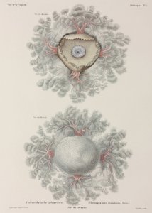 Medusas, Indonesia de Unbekannter Künstler