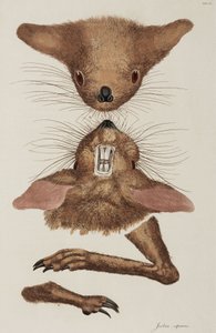 Jerboa