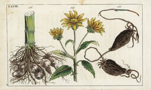 Pataca (alcachofa de Jerusalén), raíz de Helianthus tuberosus de Unbekannter Künstler