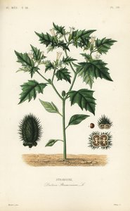 Estramonio, Datura stramonium