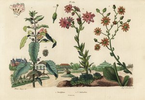 Planta de Josefina, Josephinia imperatricis 1 y crasuláceas, especies de Crassula 2,3 de Unbekannt