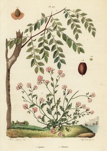 Azufaifo o dátil chino, Ziziphus jujuba 1, y alhelí de Virginia, Malcolmia maritima 2 de Unbekannt