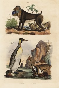 Pingüino rey, Aptenodytes patagonicus, y mandril, Mandrillus sphinx, vulnerable de Unbekannt