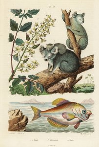 Koala, Phascolarctos cinereus 1,2, árbol de barniz, Koelreuteria paniculata 3, y cabeza de joroba india, Kurtus indicus 4 de Unbekannt
