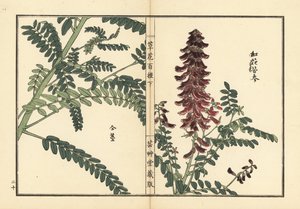 Kouka o kujin, Sophora flavescens. Raíz utilizada en la medicina china como ku shen. Grabado en madera coloreado a mano por Kono Bairei de Kusa Bana Hyakushu (Cien variedades de flores), Tokio, Yamada. de Unbekannter Künstler