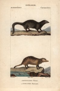 La mangouste et le suricate - Eau forte de Jean Gabriel Pretre (1780-1845), grabado por Carnonkel, para el diccionario de ciencias naturales: mamíferos de Frederic Cuvier, editado por Pierre Jean Francois Turpin (1775-1840), publicado por F.G.Levrault, a P de Unbekannter Künstler