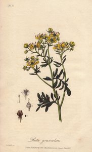 La rue des jardin ou rue fetide (Ruta graveolens) - Agua forte de William Clarke para ilustrar "Botanique medicale, description des plantes medicinales de London, Edinburgh et Dublin" de John Stephenson y James Morss Churchill, publicado en Londres por de Unbekannter Künstler
