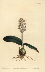 Lachenalia pálida, Lachenalia lucida de Unbekannt