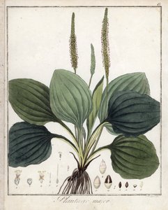Llantén grande o llantén mayor (o llantén de los pájaros) - Litografía de F. Guimpel, extraída de la botánica médica de Friedrich Gottlob Haynes (1763-1832), Berlín. de Unbekannter Künstler
