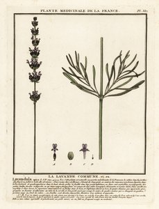Lavanda, Lavandula angustifolia.