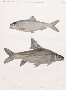 Le Clupee du Nil y Le Cyprin de Unbekannt